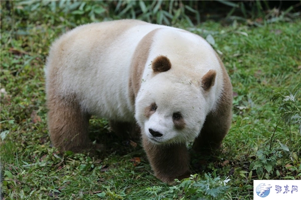 
Không có mẹ từ nhỏ lại khác với đồng loại, Qizai thường bị những chú gấu trúc lớn hơn bắt nạt và cướp mất đồ ăn.