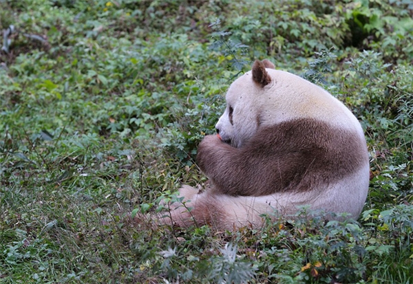 
Mỗi ngày chú gấu Qizai ăn hết khoảng 20kg tre trúc chia làm năm bữa.