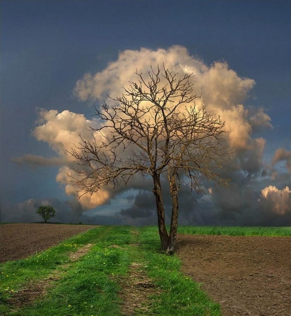 
Để bắt được thời điểm mây tụ sau những tán cây là cả một nỗ lực của nhiếp ảnh gia. (Ảnh: Internet)