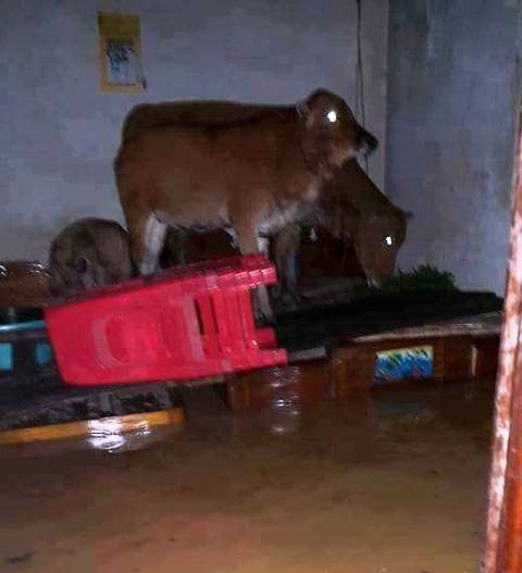Những con bò, con bê may mắn còn sống xót trong tình trạng trú ngụ nhưu thế này. Ảnh: facebook