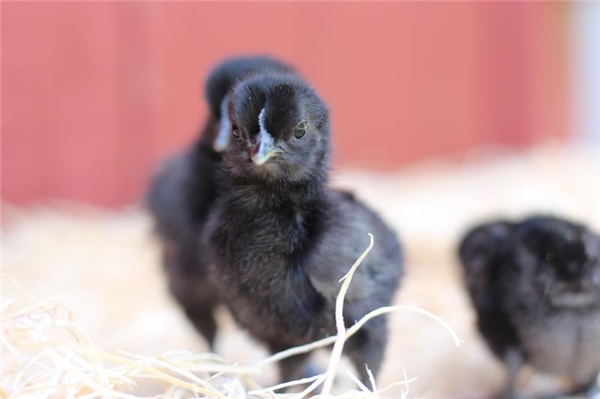 
Theo các nhà khoa học, sở dĩ gà Cemani có màu đen là do chúng mang một loại gen đột biến có tên là fibromelanosis, có chức năng thúc đẩy sự phát triển của các tế bào mang sắc tố đen.