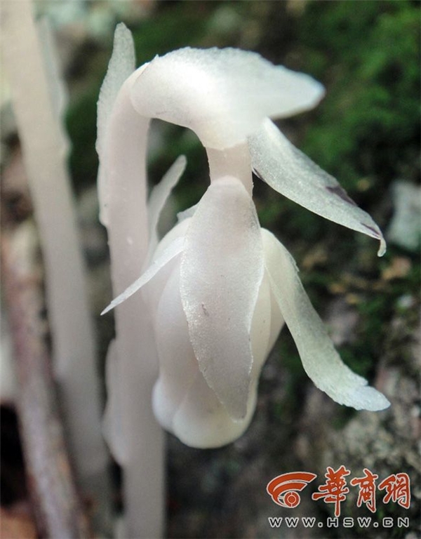 
Loài cây này có tên khoa học là Monotropa uniflora, là một loài thực vật có hoa trong họ thạch nam.