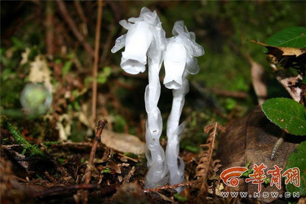 
Mới đây, một người đàn ông ở thành phố Tây An, tỉnh Thiểm Tây, Trung Quốc, trên đường leo núi đã phát hiện một loài cây vô cùng kỳ lạ.