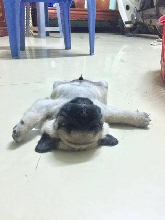 
Loạt hình của chú cún "đào tẩu" khỏi ổ ngủ thành công và... ngủ quên luôn bên ngoài khiến dân mạng thích thú. (Ảnh: Internet)