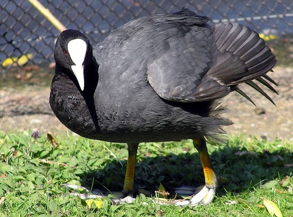 
Sâm cầm là loại chim có hình giáng khá giống vịt trời, đầu cổ phủ lông đen, mắt đỏ, mỏ vàng chân có màng.