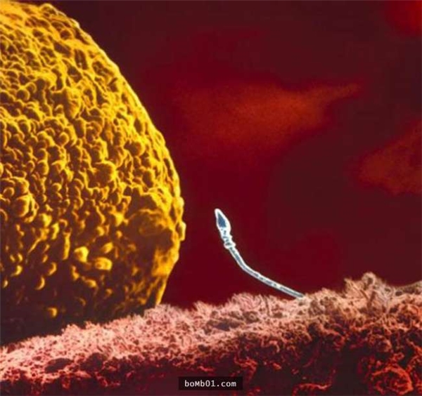 Trong hàng trăm tinh trùng, chỉ có một tinh trùng được tiếp cận và kết hợp với trứng. (Ảnh: Lennart Nilsson)