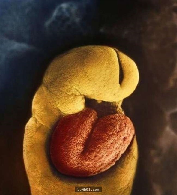Hình ảnh phôi thai sau 28 ngày được thụ tinh. (Ảnh: Lennart Nilsson)