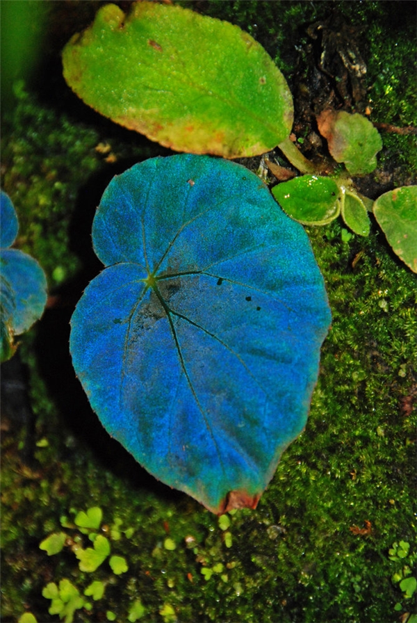 
Sở dĩ những chiếc lá này phát ra ánh sáng màu xanh dương là vì thông thường trong ánh sáng mặt trời có chứa rất nhiều tia sáng màu xanh dương, xanh lá, đỏ…