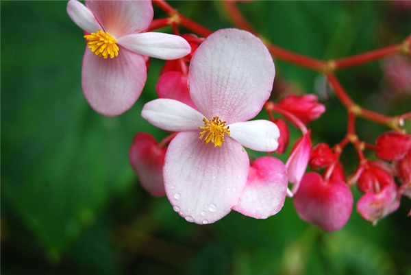 
Trên thế giới hiện có khoảng 1.500 giống hoa thu hải đường khác nhau.