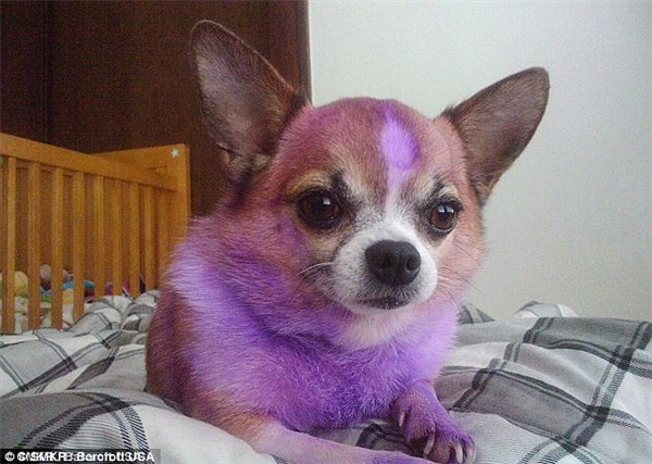
Chú chó Chihuahua đáng thương. Vẻ mặt cam chịu chính là đây. (Ảnh: Internet)