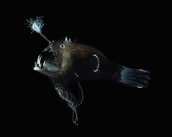 
Loài cá Linophryne có khả năng đặc biệt là tạo ra những con mồi giả.