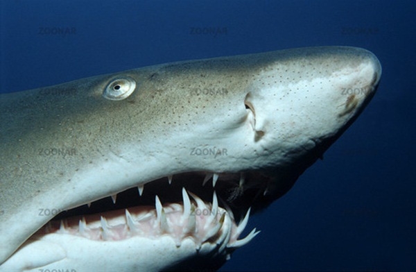 
Cá mập hổ cát có họ hàng rất gần với loài cá mập trắng.