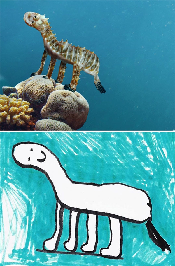 
Đây mới đúng là "cá ngựa" thuần chủng nhé, vừa giống ngựa mà lại ở dưới nước như cá.