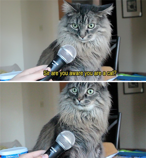 
"Thưa ngài, ngài có nhận thức được rằng mình là mèo không?" Bỗng dưng... ngộ ra chân lý là đây. (Ảnh: Internet)