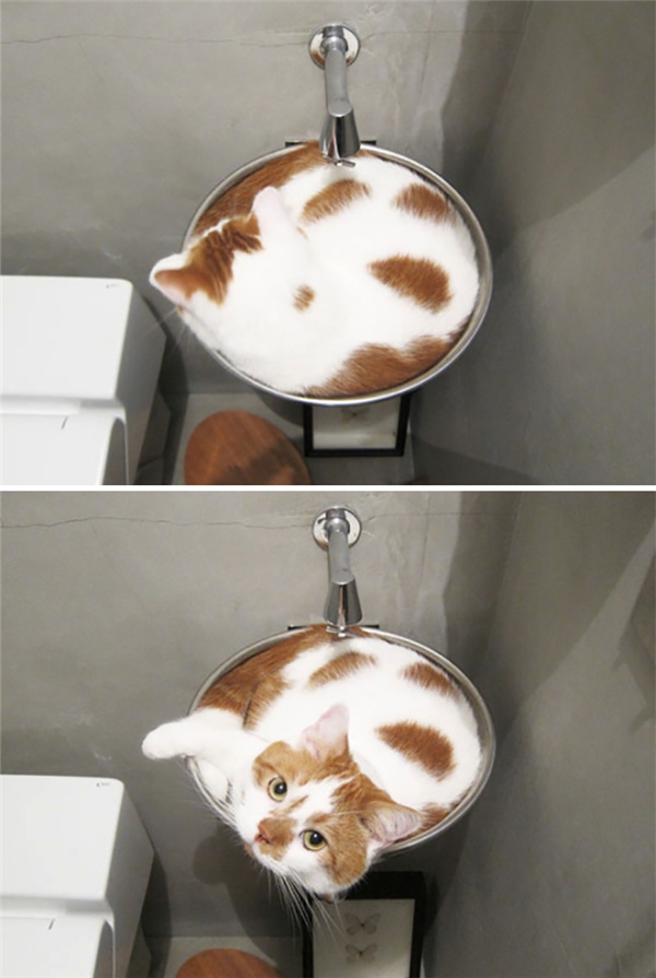 
Từ vòi nước chảy ra... con mèo mỡ này đây. (Ảnh: Internet)