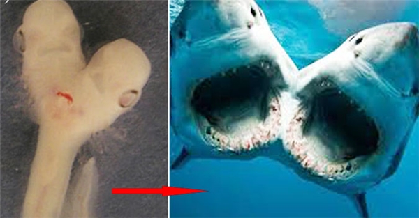 Phát hiện phôi thai cho thấy cá mập 2 đầu đang được nuôi dưỡng?