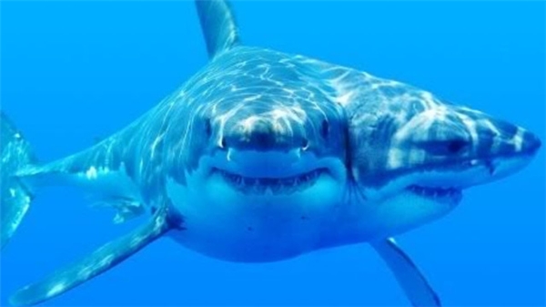 Phát hiện phôi thai cho thấy cá mập 2 đầu đang được nuôi dưỡng?