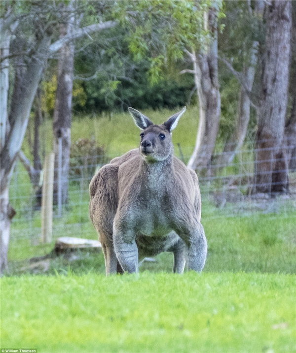 
Chú Kangaroo mới đe dọa cướp đi danh hiệu "đệ nhất cơ bắp" của Roger.