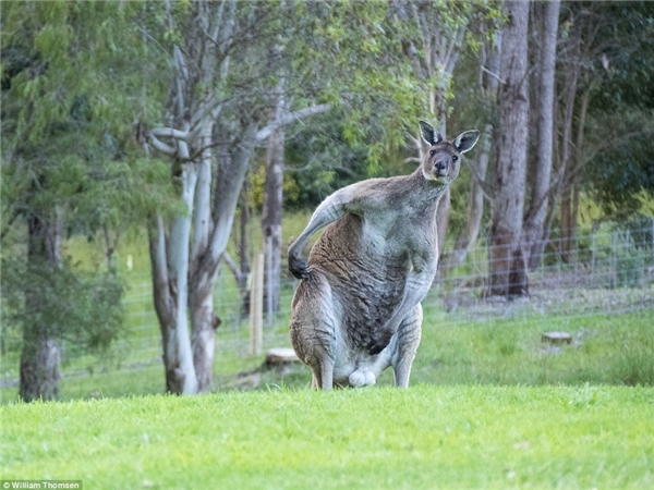 
Lần đầu tiên Thomson phát hiện ra chú Kangaroo khổng lồ này là trong lúc đi chơi cùng em gái của mình.