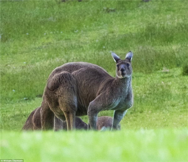
Trong lúc những con khác tháo chạy thì Kangaroo khổng lồ là con duy nhất còn trụ lại.