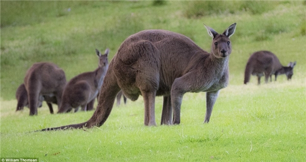 
Kangaroo khổng lồ chẳng những không chạy mà còn nhìn chằm chằm vào Thomsen và em gái.