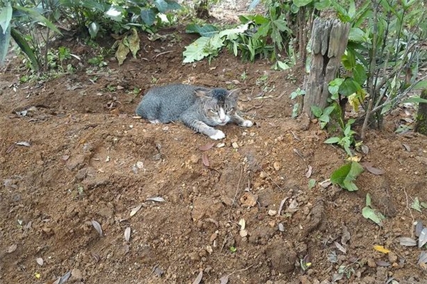 Loyal cat refuses to leave his owner's grave for a year to do 'last thing' for his late owner 1