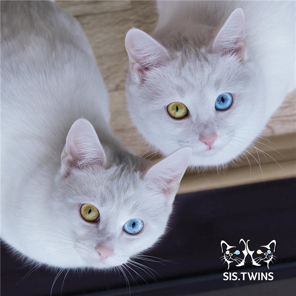 
Đôi mắt đầy mê hoặc của cặp mèo song sinh này.(Ảnh: Internet)