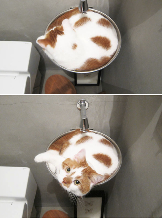 
Đây mới là cà phê mèo đúng nghĩa nhé các mẹ! (Ảnh: BuzzFeed)