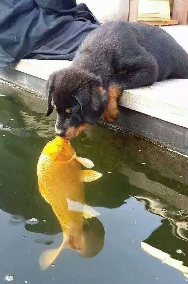 
Hình ảnh một chú chó nhỏ hôn một con cá chép koi thu hút đông đảo sự quan tâm của cư dân mạng và xuất hiện hàng loạt phiên bản chế.