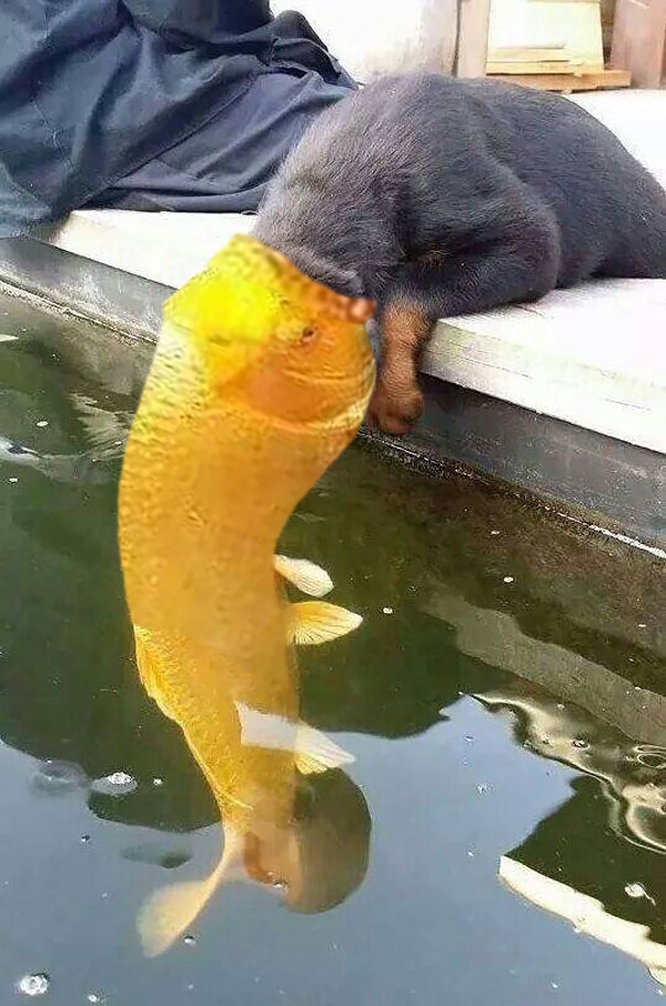 
Cứu với, cá tấn công chó kìa.