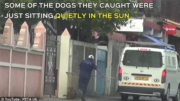 
Một người bắt chó đang nhắm vào một con chó nằm bên đường. (Ảnh cắt từ clip)