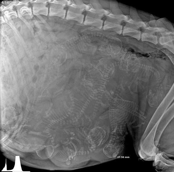 
Đây là chụp siêu âm của một chó mẹ. Ta có thể thấy rõ đầu, các xương của... 8 chú chó con.