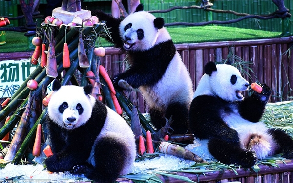 Nhũn tim với màn đấu võ vui nhộn của Kungfu Panda phiên bản đời thực