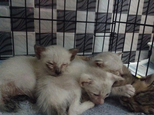 
Trinh cùng mẹ hiện đang nhận nuôi 25 chú mèo lang thang tại nhà.