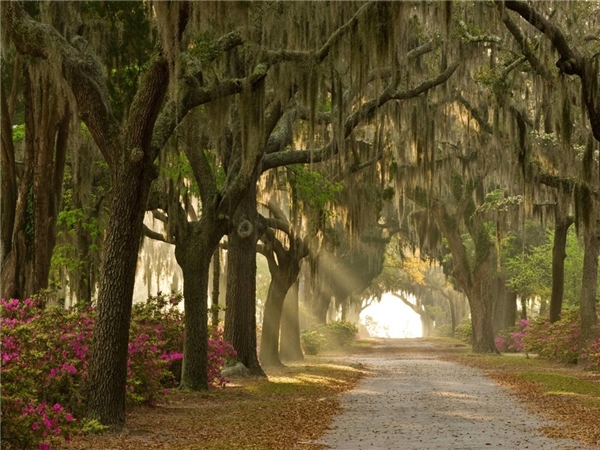 Nghĩa địa Bonaventure, Savannah, Georgia nổi tiếng khi được đưa vào cuốn tiểu thuyết Midnight in the Garden of Good and Evil của John Berendt năm 1994. Sau đó chuyển thể thành phim do minh tinh Clint Eastwood đạo diễn. Ảnh: Alamy. 