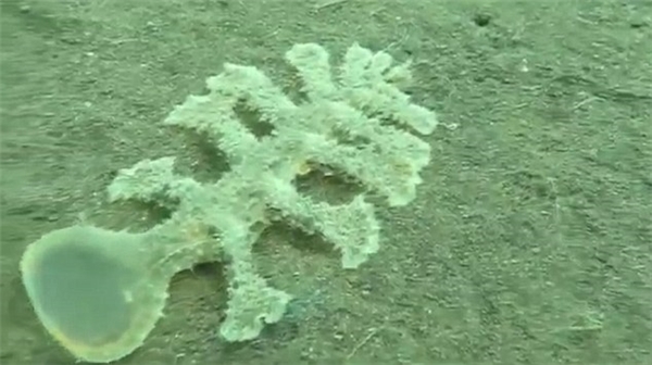Sên biển kì dị có 13 chân, đầu trong suốt như người ngoài hành tinh
