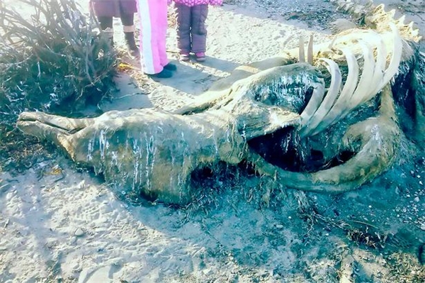 Phát hiện xác chết thủy quái đang thối rữa trôi dạt vào bờ biển Nga