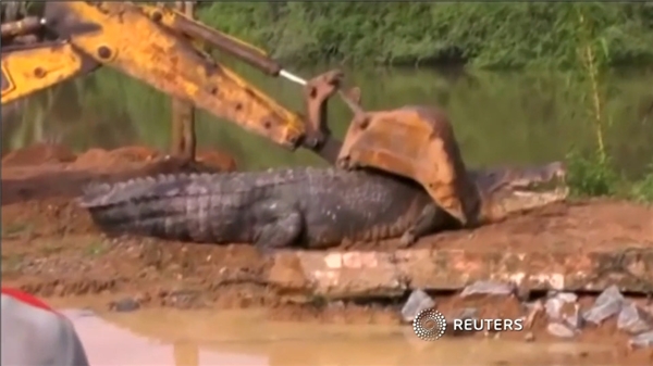 Phát hoảng khi tìm thấy cá sấu khổng lồ "trốn" gần khu vui chơi trẻ em