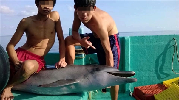 Nhóm bạn trẻ Phú Quốc bắt cá heo rồi cắt đầu, mổ bụng?