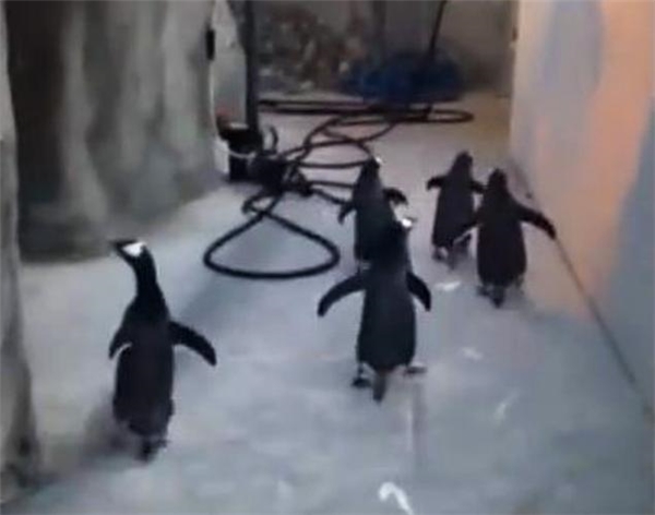 
Các chú chim cánh cụt tại sở thú Odense, Đan Mạch đã cùng nhau lập mưu tìm kiếm cơ hội đào tẩu. 