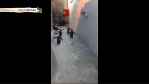 
Lợi dụng sơ hở khi người lao công dọn dẹp bầy cánh cụt nhanh chóng thoát ra ngoài.