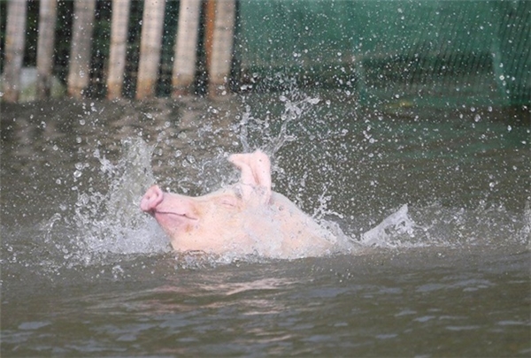 
Hành trình tiếp nước của một chú lợn.