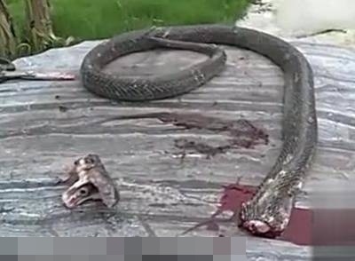 Thất kinh đầu rắn bị chặt đứt 20 phút bất ngờ cắn chết đầu bếp