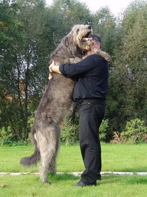 10 loài chó khổng lồ và hung hãn nhất thế giới