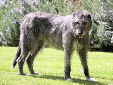 
Chó Irish Wolfhound có chiều cao tới gần 1m.