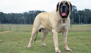 10 loài chó khổng lồ và hung hãn nhất thế giới