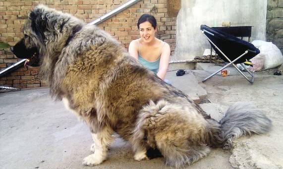 
Chó Kavkaz được nuôi để săn cừu.