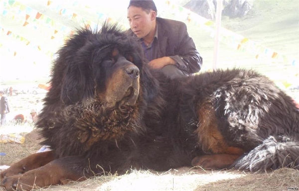 
Không bàn cãi gì nhiều về kích thước 'khủng" và khoản hung dữ của chó Ngao Tây Tạng.