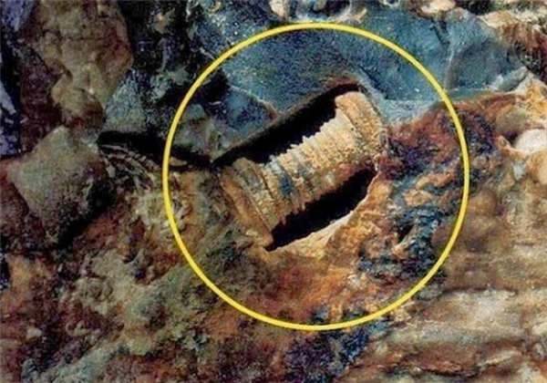 ​Chiếc ốc vít có niên đại khoảng 300-320 triệu năm tuổi.