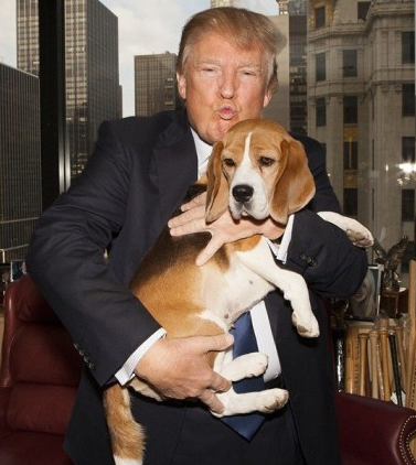
Spinee đã từng được xuất hiện với ông Trump trong chương trình Westminster Kennel Club - chương trình dành riêng cho những chú chó tham dự. Nhiều người đồn đoán rằng nhiều khả năng chú chó này sẽ trở thành Đệ nhất thú cưng tiếp theo được nuôi trong Nhà Trắng.